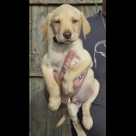Labrador Retriever