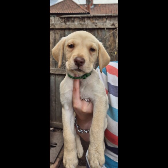 Labrador Retriever