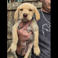 Labrador Retriever