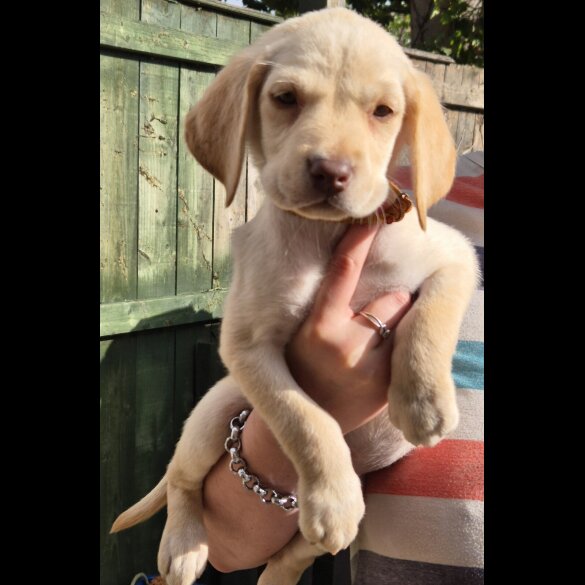 Labrador Retriever