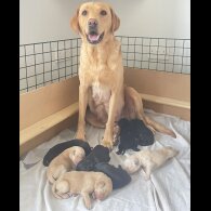 Labrador Retriever - Both