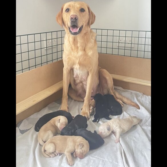 Labrador Retriever - Both