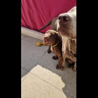 Labrador Retriever - Dogs