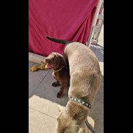 Labrador Retriever - Dogs