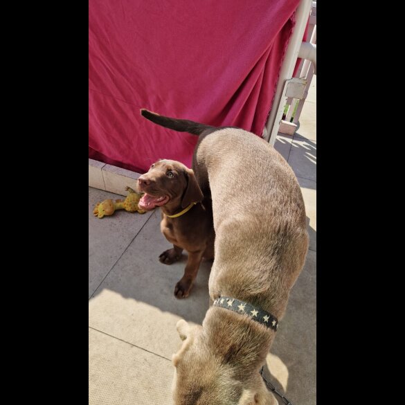 Labrador Retriever - Dogs