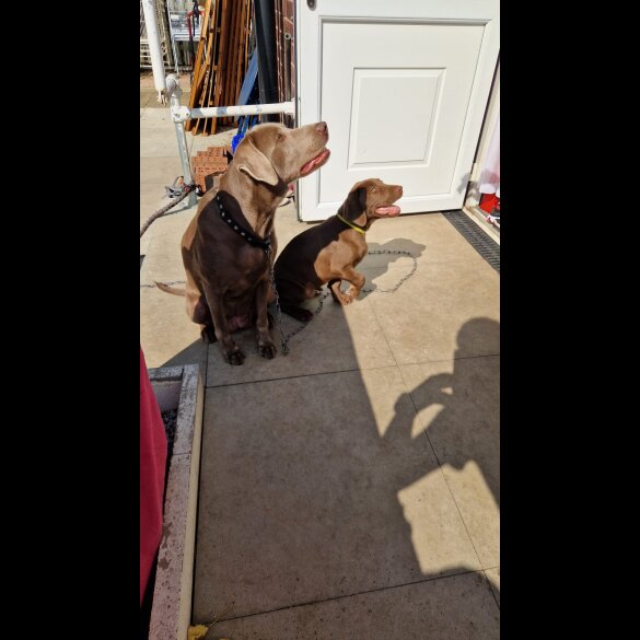 Labrador Retriever - Dogs