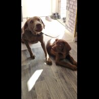 Labrador Retriever - Dogs