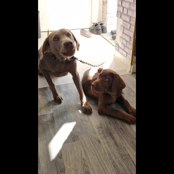 Labrador Retriever - Dogs