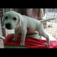 Labrador Retriever - Both