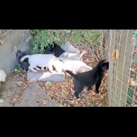 Labrador Retriever - Both
