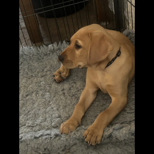 Labrador Retriever - Dogs