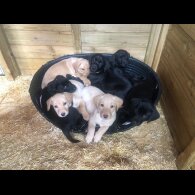 Labrador Retriever - Both