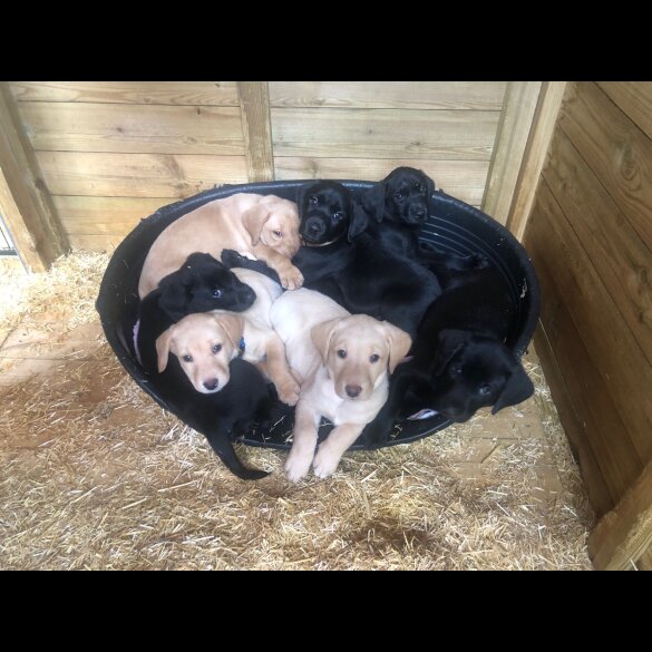 Labrador Retriever - Both