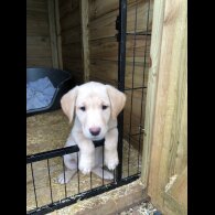 Labrador Retriever - Both