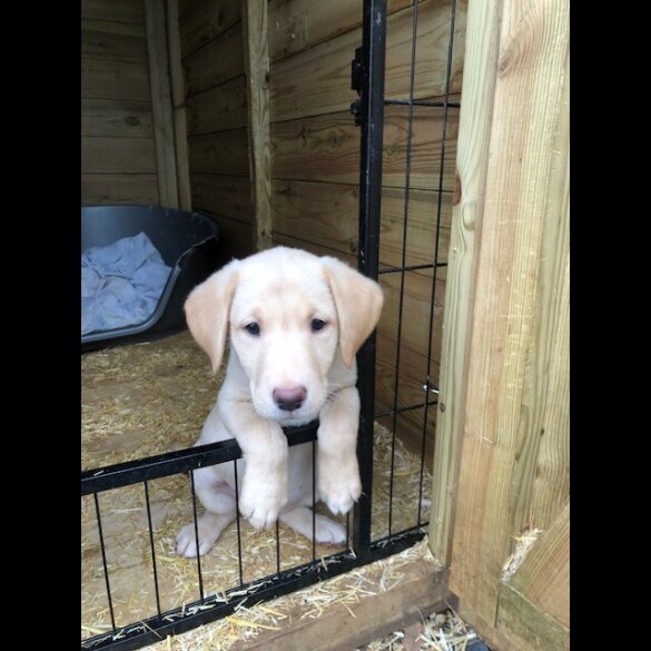 Labrador Retriever - Both