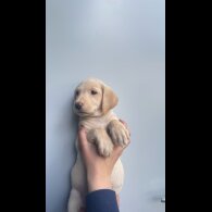 Labrador Retriever - Both