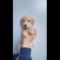 Labrador Retriever - Both