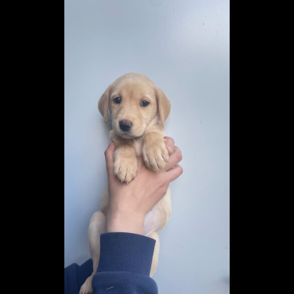 Labrador Retriever - Both