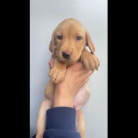 Labrador Retriever - Both