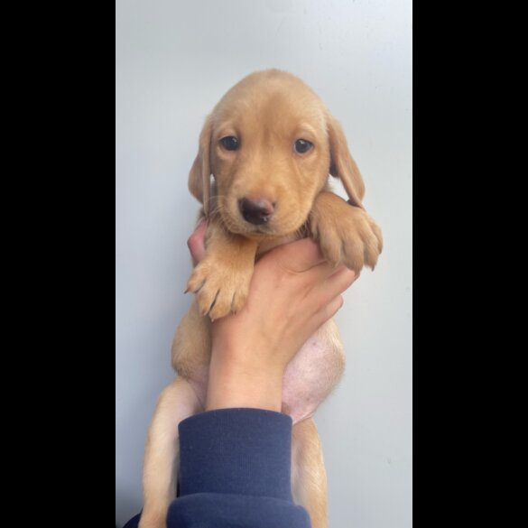 Labrador Retriever - Both