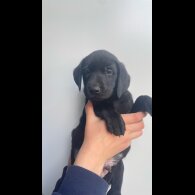 Labrador Retriever - Both