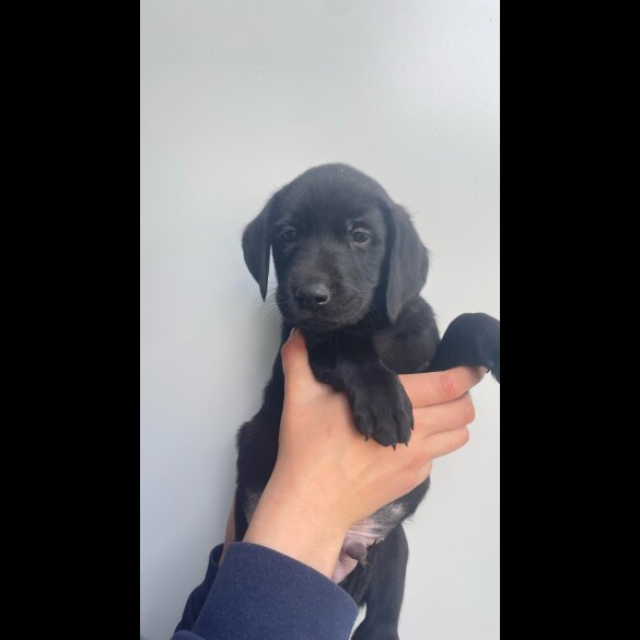 Labrador Retriever - Both