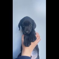 Labrador Retriever - Both