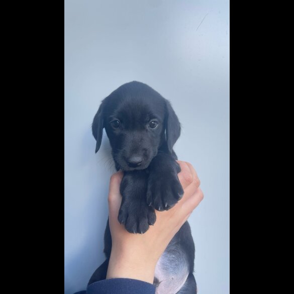 Labrador Retriever - Both