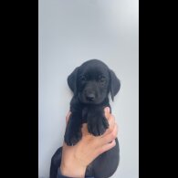 Labrador Retriever - Both