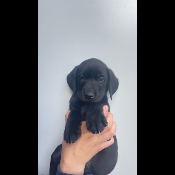 Labrador Retriever - Both