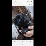 Labrador Retriever - Both