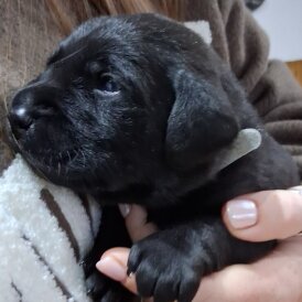 Labrador Retriever - Both
