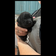 Labrador Retriever - Both