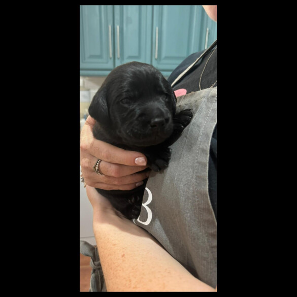 Labrador Retriever - Both