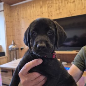 Labrador Retriever - Both