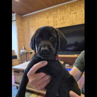 Labrador Retriever - Both