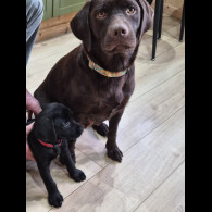 Labrador Retriever - Both