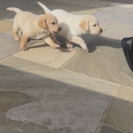 Labrador Retriever - Dogs