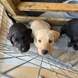 Labrador Retriever - Both