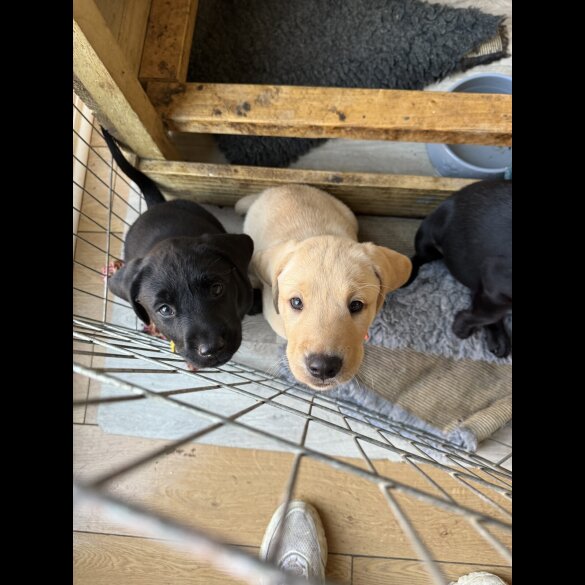 Labrador Retriever - Both