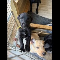 Labrador Retriever - Both