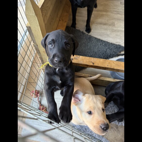 Labrador Retriever - Both