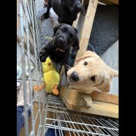 Labrador Retriever - Both