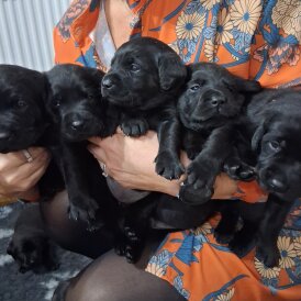 Labrador Retriever - Both