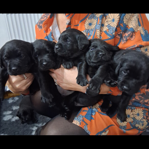 Labrador Retriever - Both