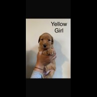 Labrador Retriever - Both