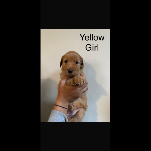 Labrador Retriever - Both