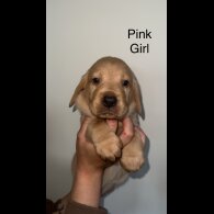 Labrador Retriever - Both