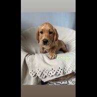 Labrador Retriever - Both