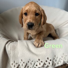 Labrador Retriever - Both